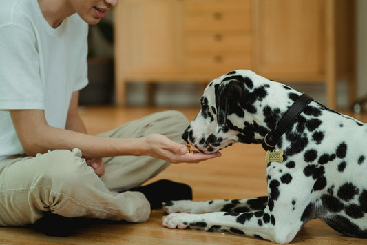 Chien dalmatien nourriture récompense