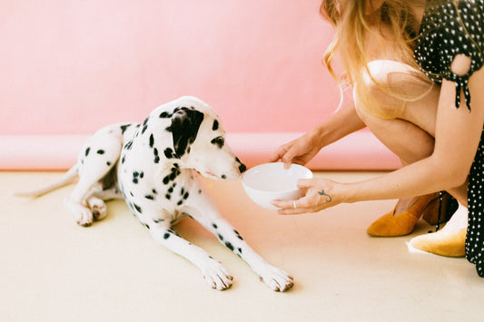 Dalmatien bol eau
