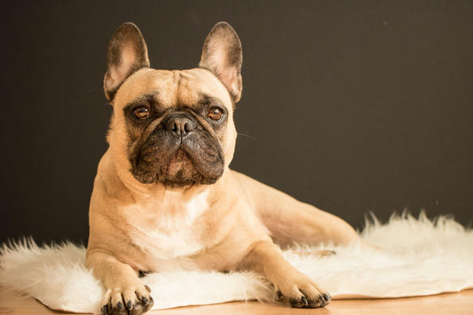 Bouledogue