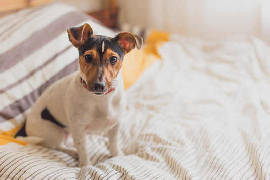 Chien mignon lit