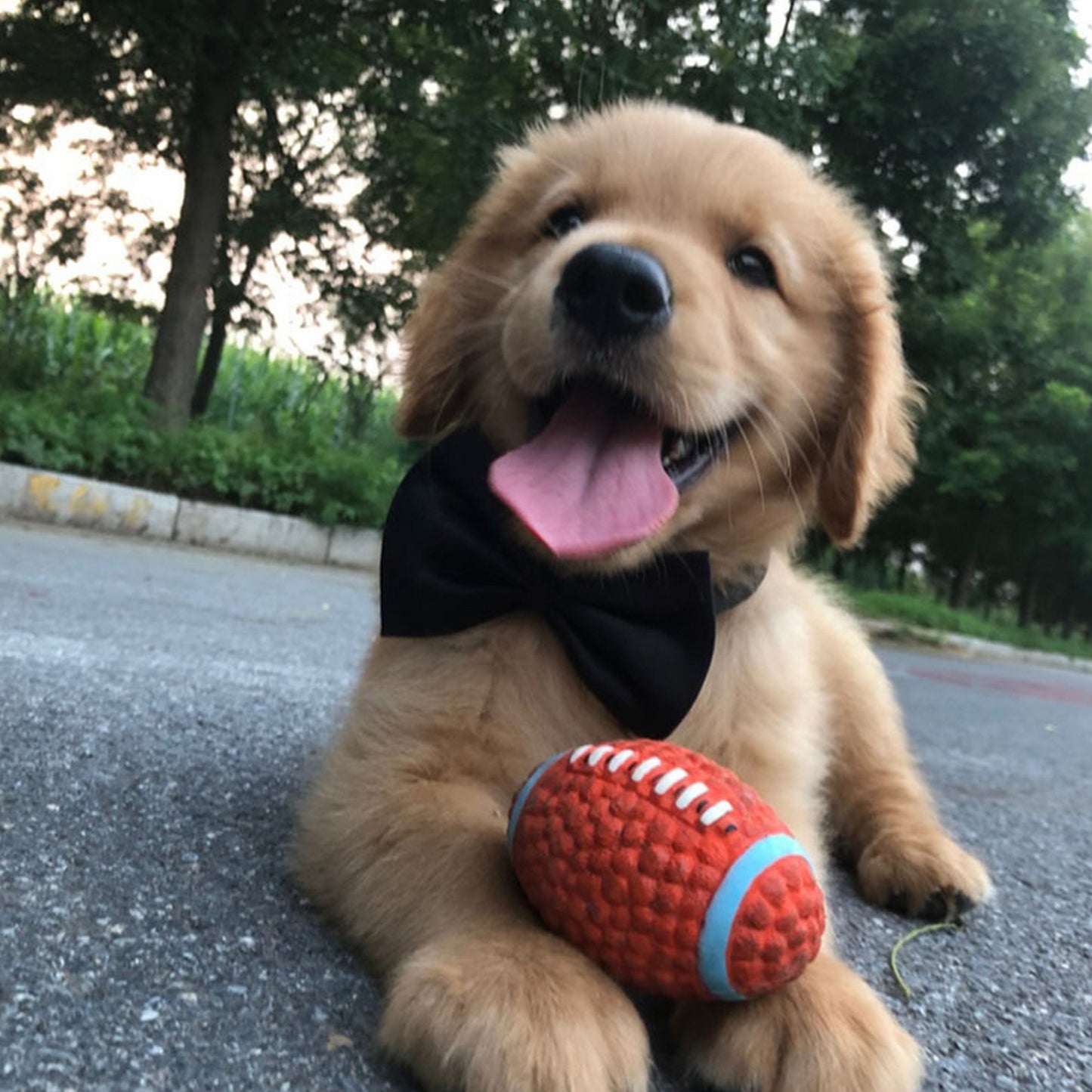 Nœud costume chien