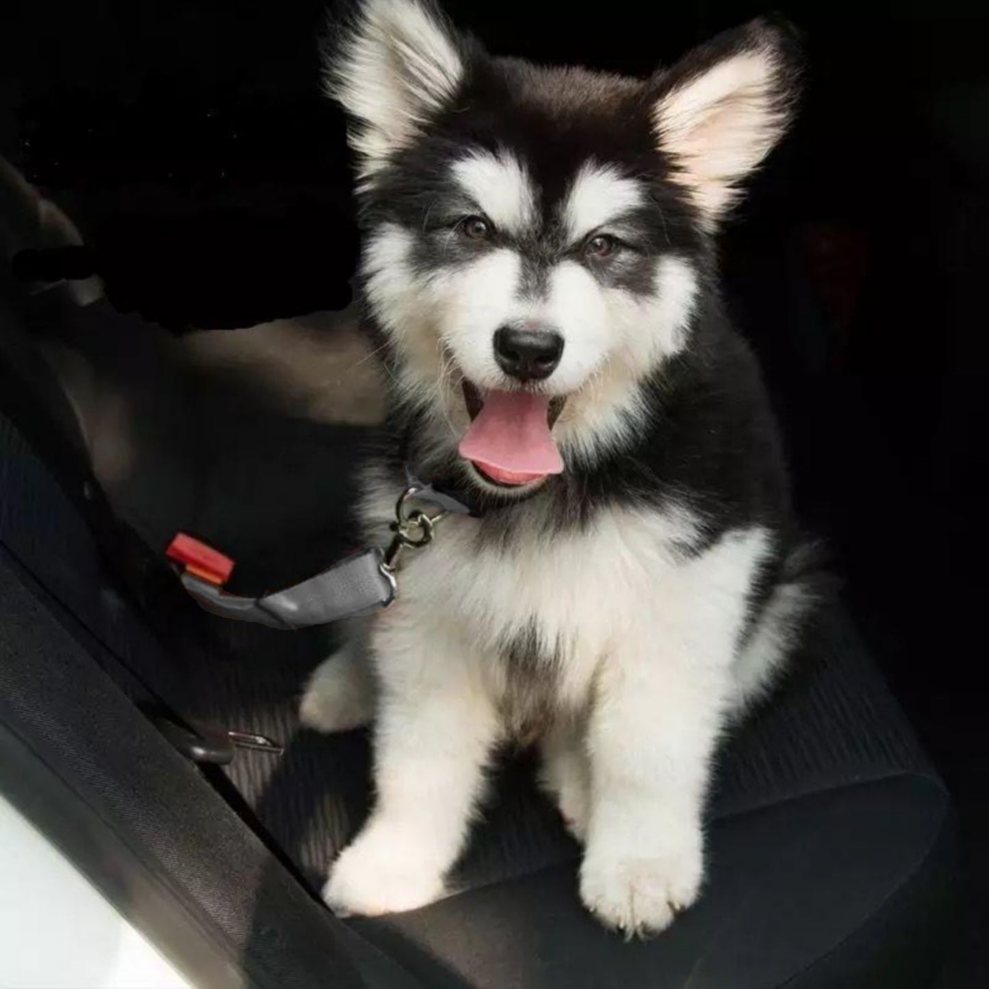 Attache chien voiture gris