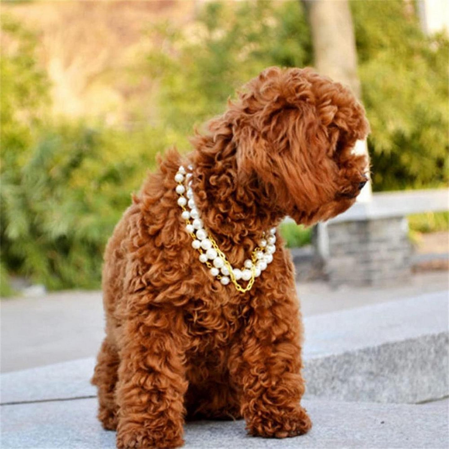 Bijou perles chien