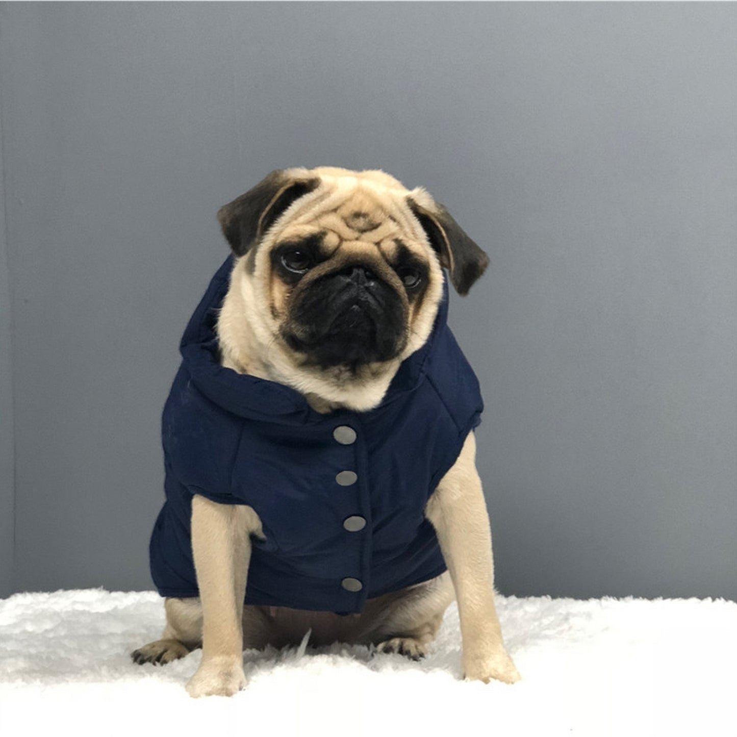Blouson bleu marine bouledogue
