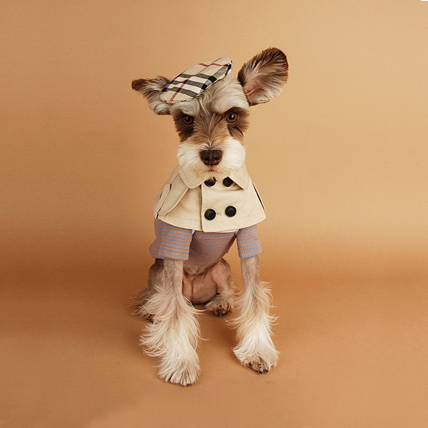 Vêtement british chien