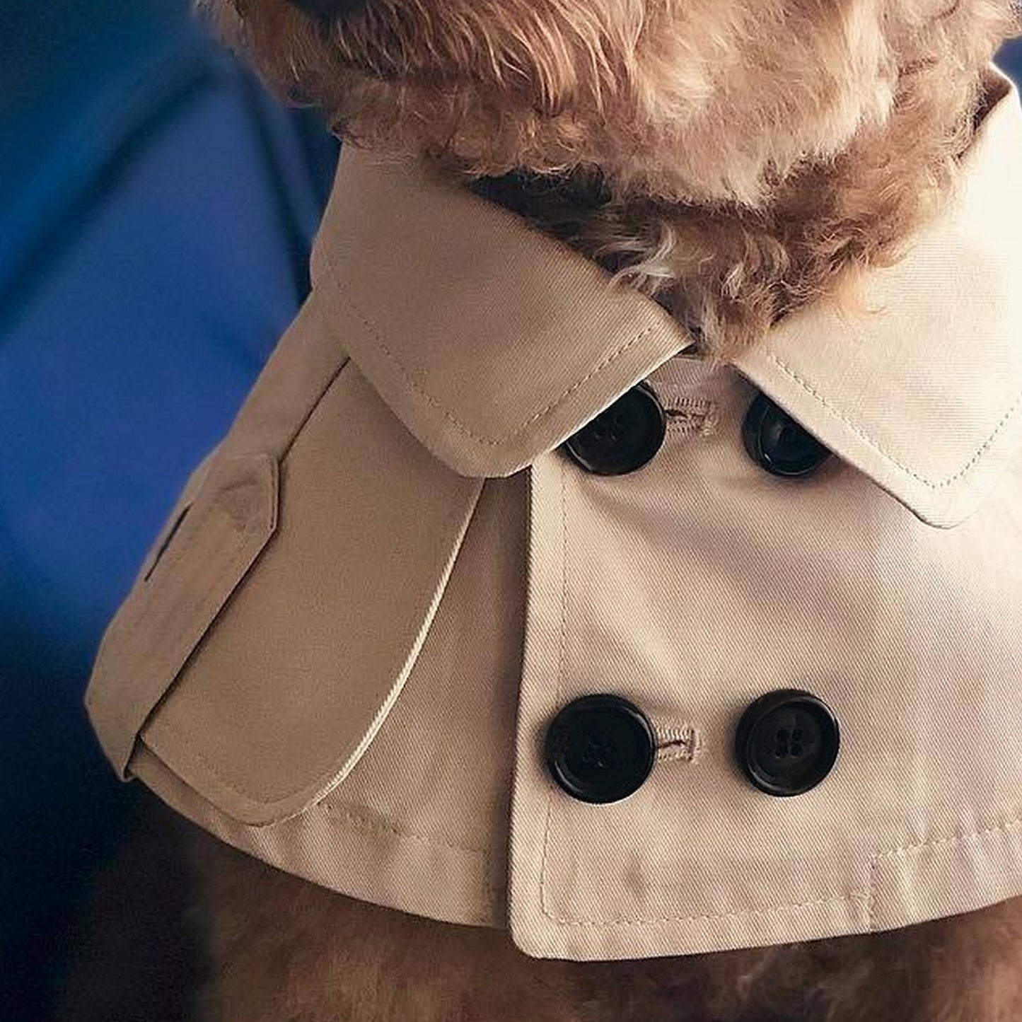 Cape pour chien