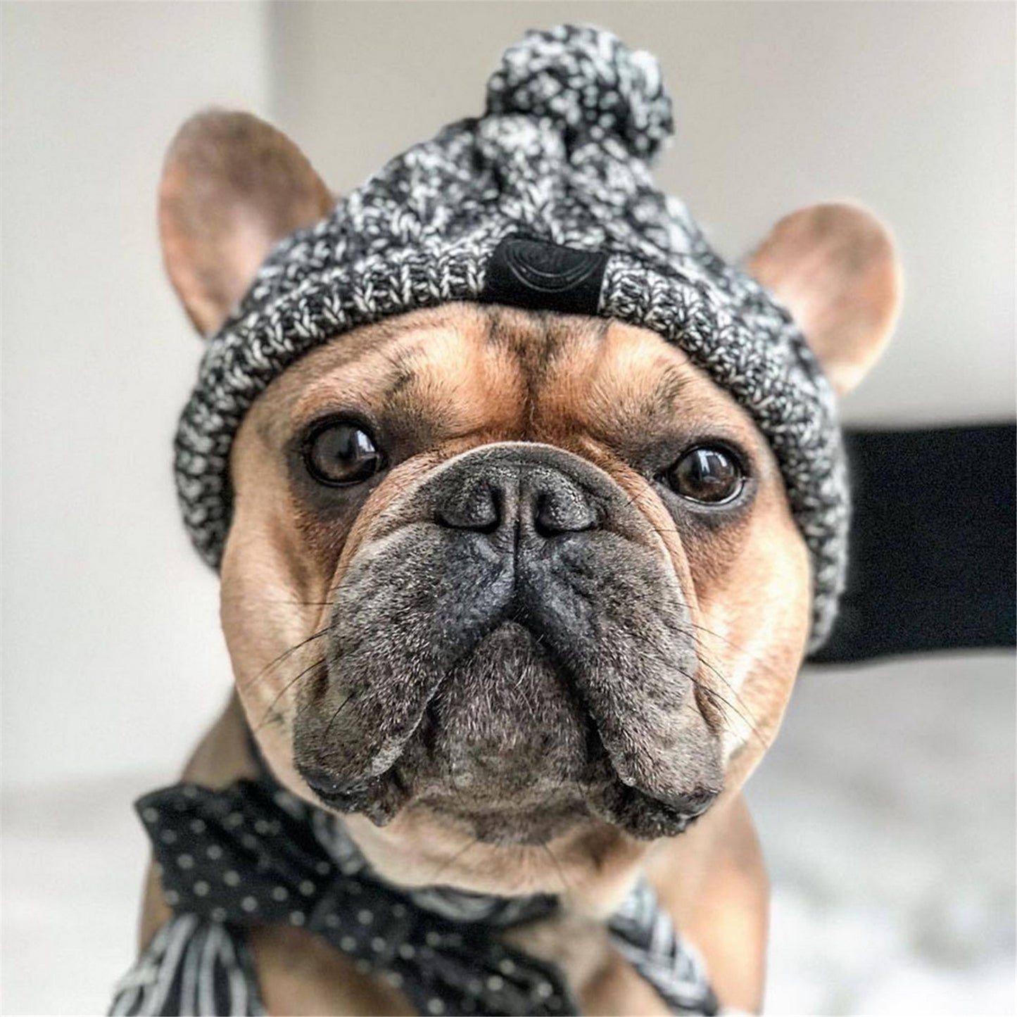 Chapeau chien gris