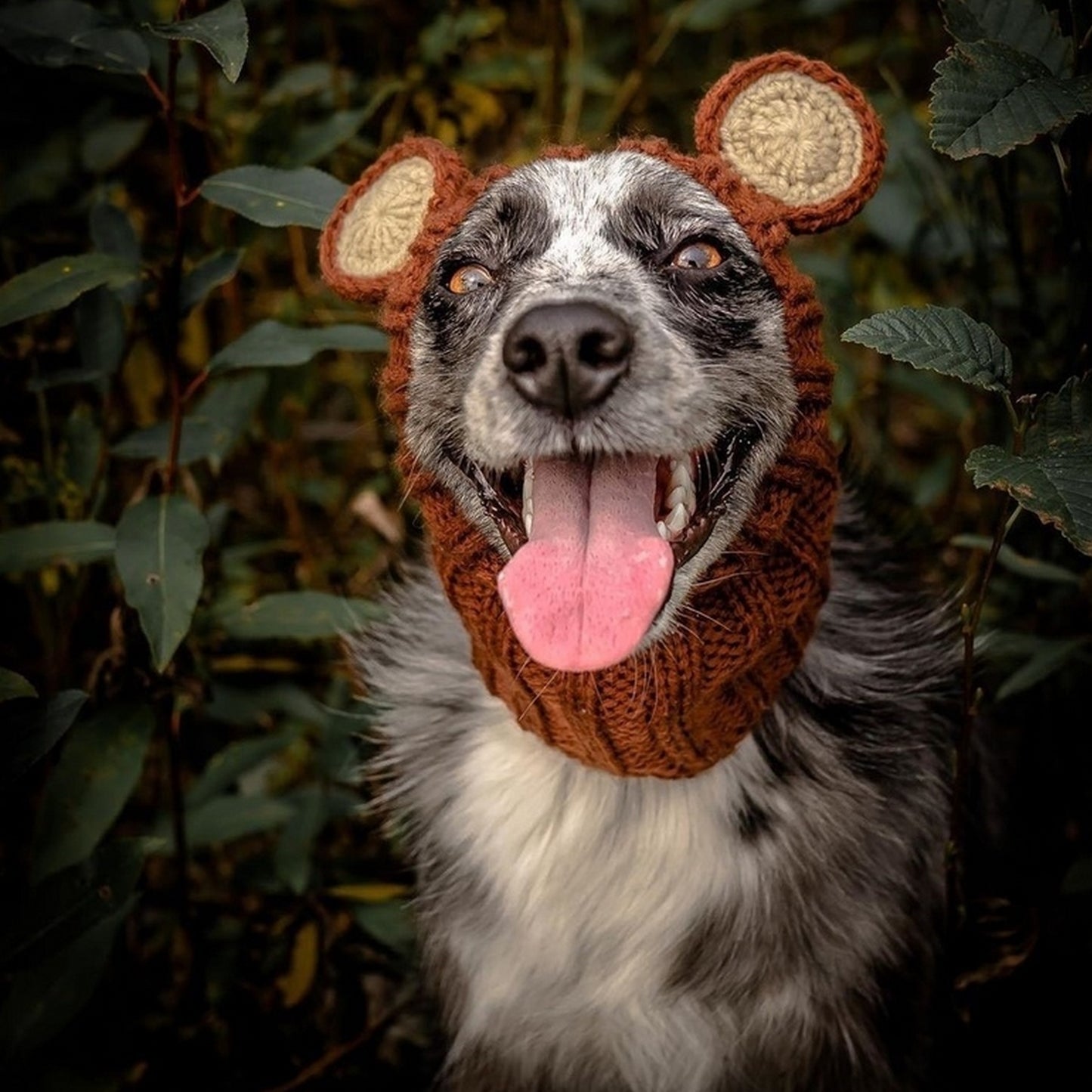 Chapeau mignon chien
