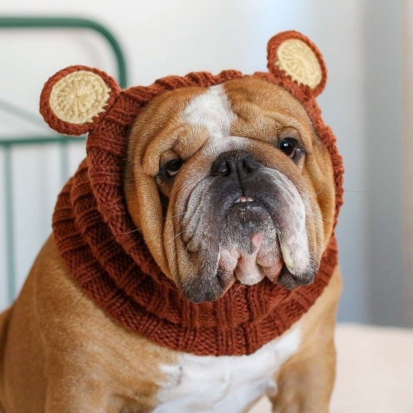 Bonnet chien marron