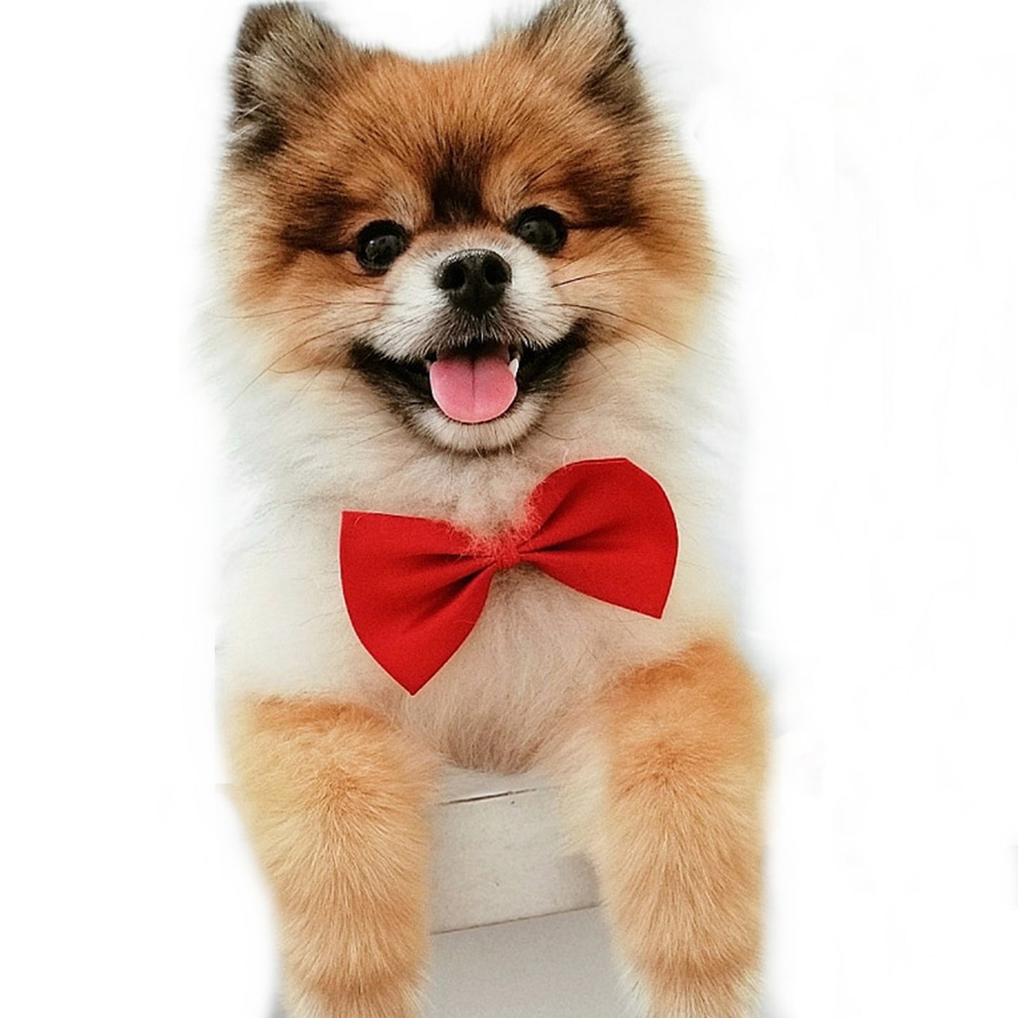Nœud papillon mariage chien rouge
