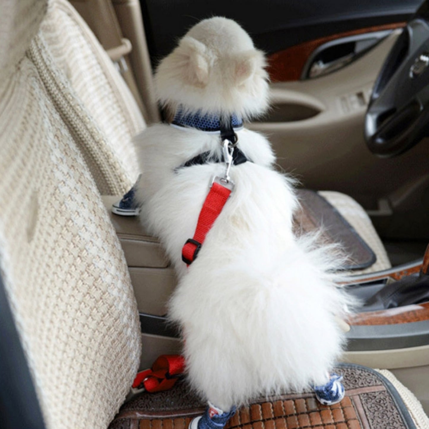 Ceinture chien voiture rouge