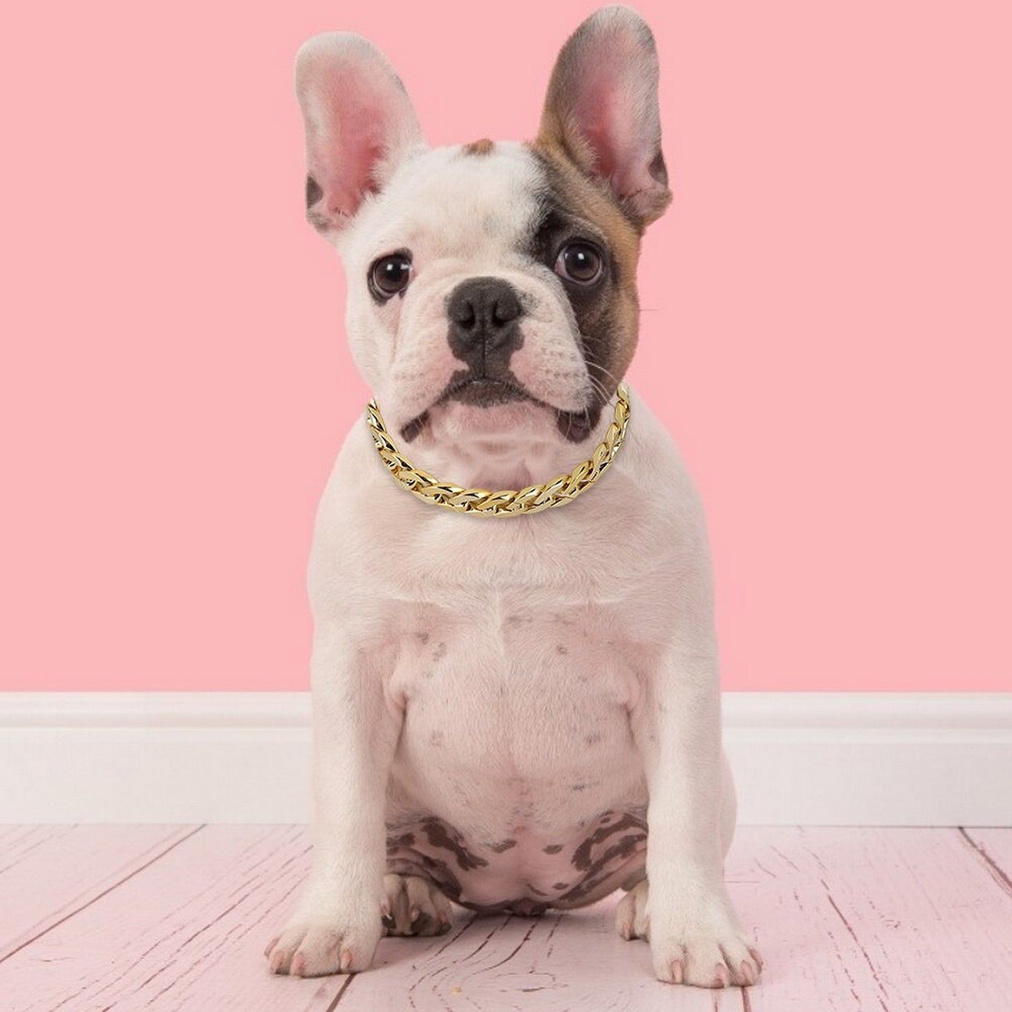 Collier doré pour chien