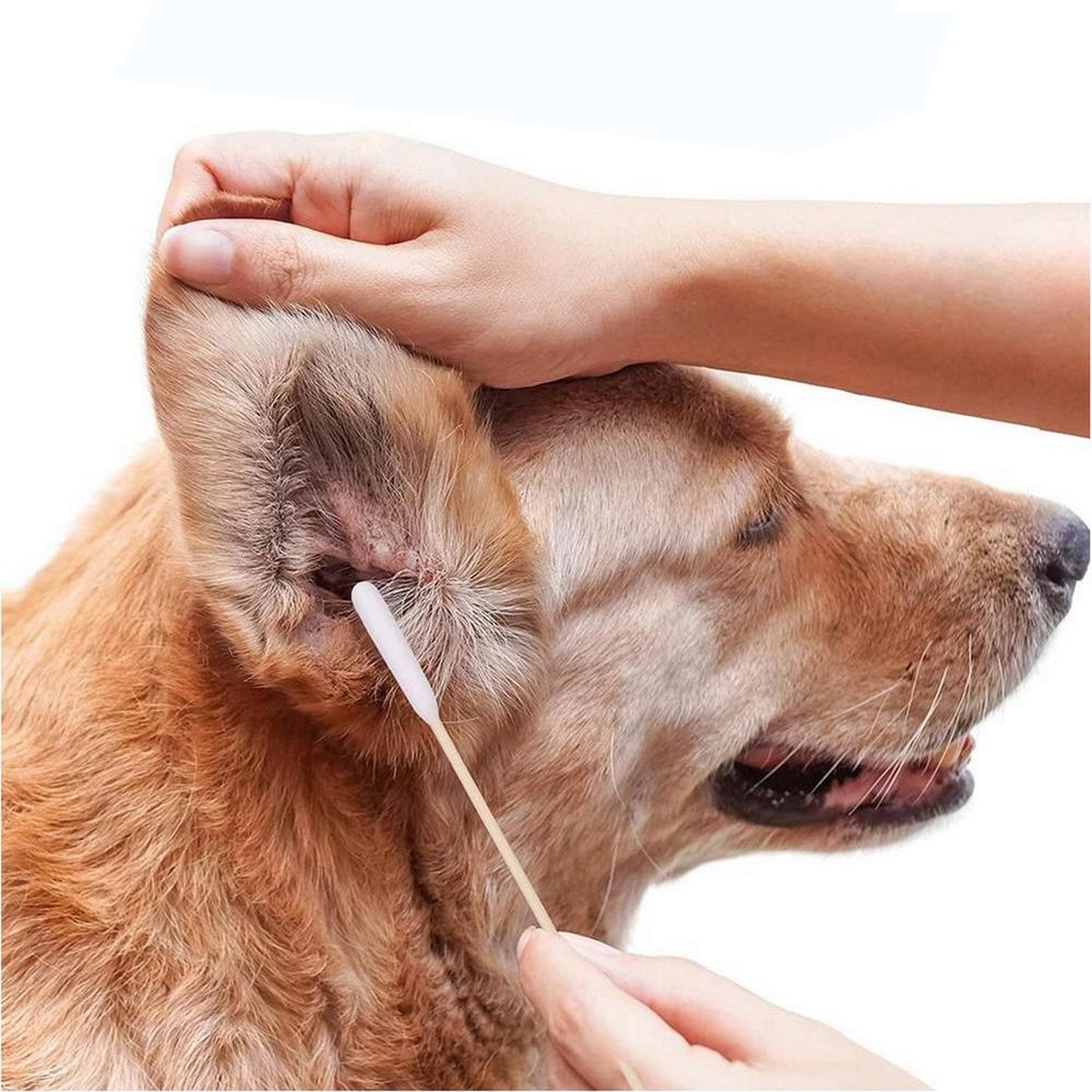 Cotons tige oreilles chien