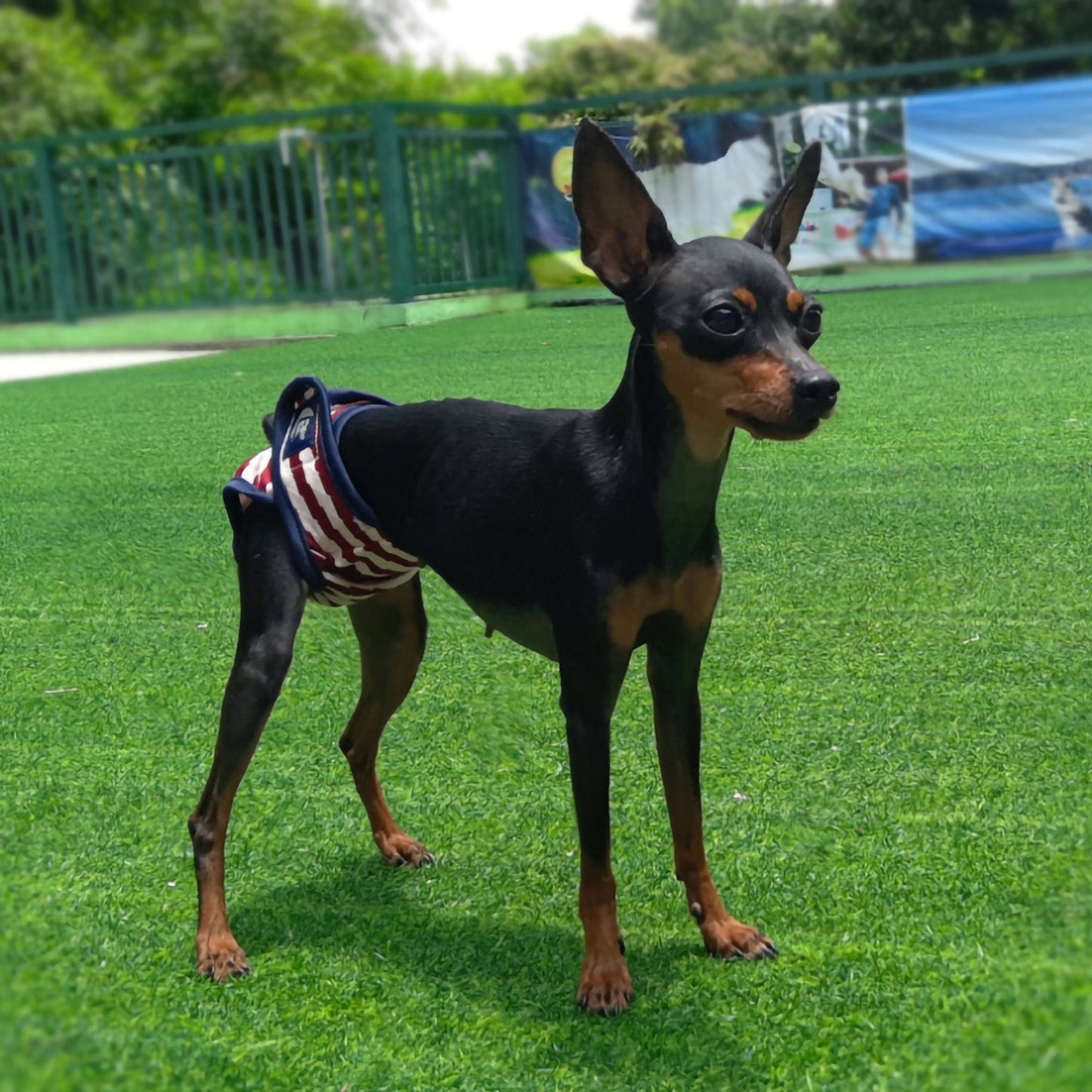 Culotte de règles pour chien rouge