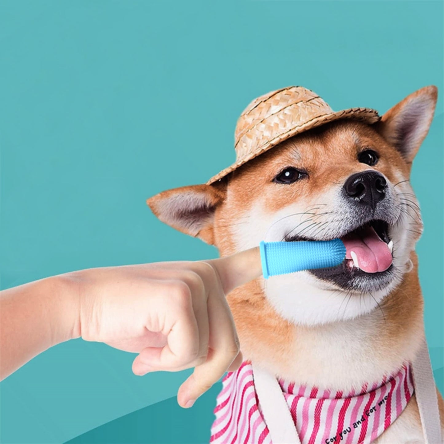 Brosse dents chien bleu