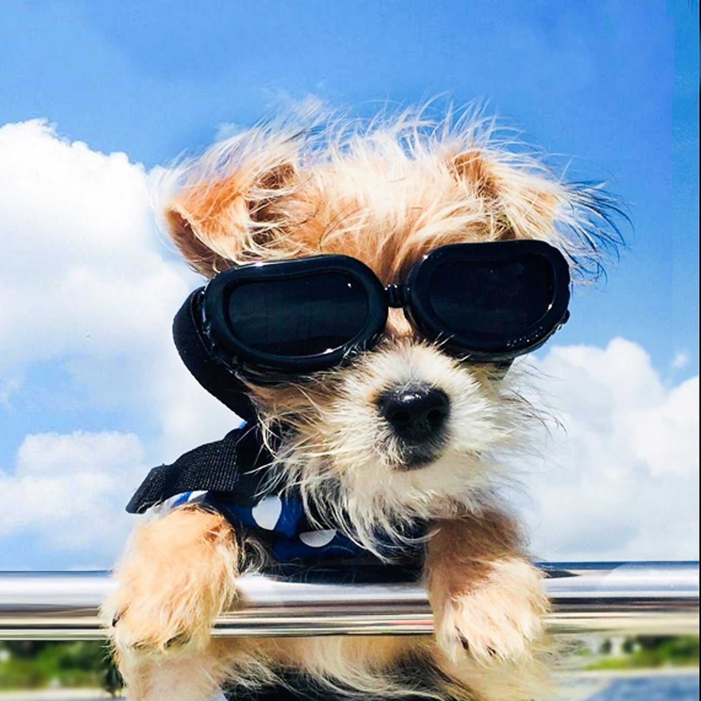 Lunettes fashionista noir