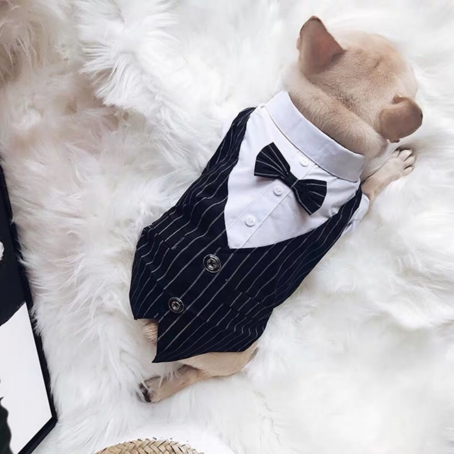 Costume pour chien mariage