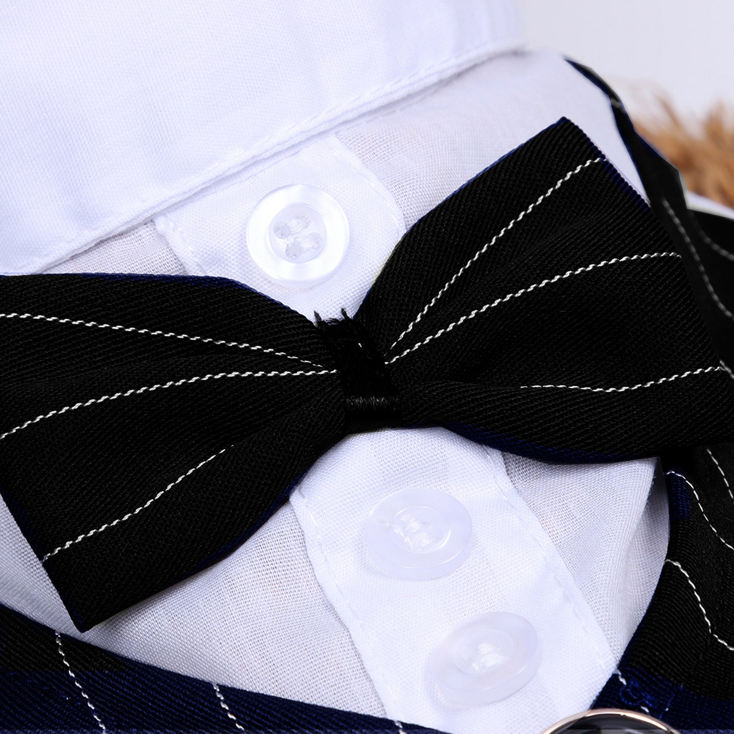Costume mariage chien