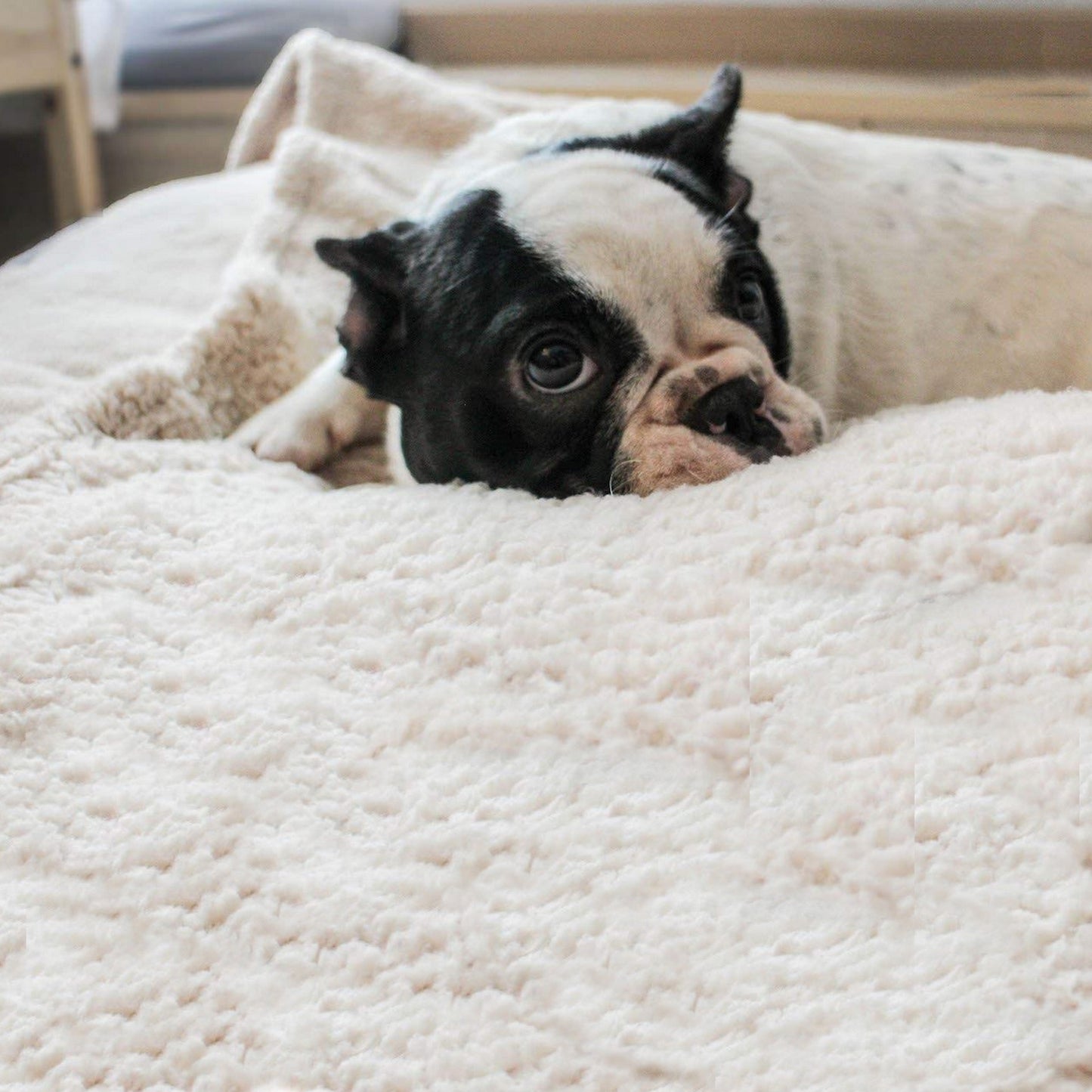 Plaid polaire pour chien beige