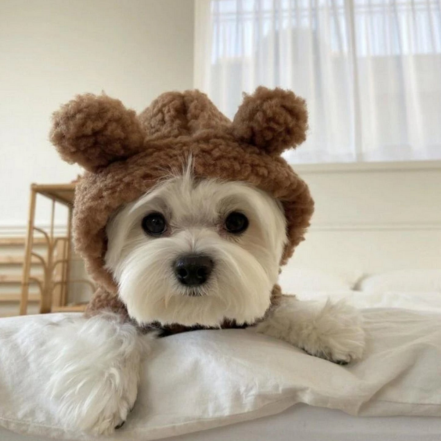 Pull pour chien à capuche oreilles d'ours