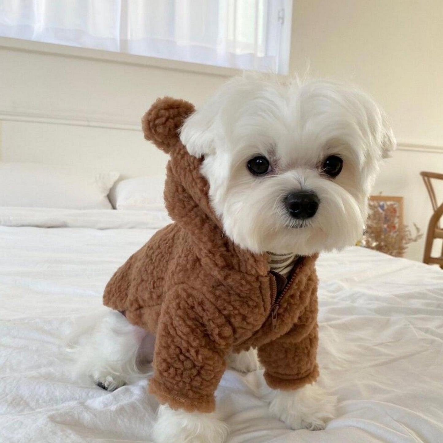 Pull polaire ours pour chien