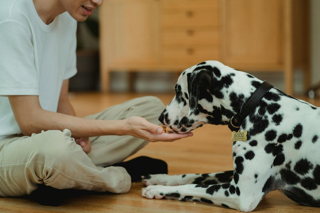 Chien dalmatien nourriture récompense