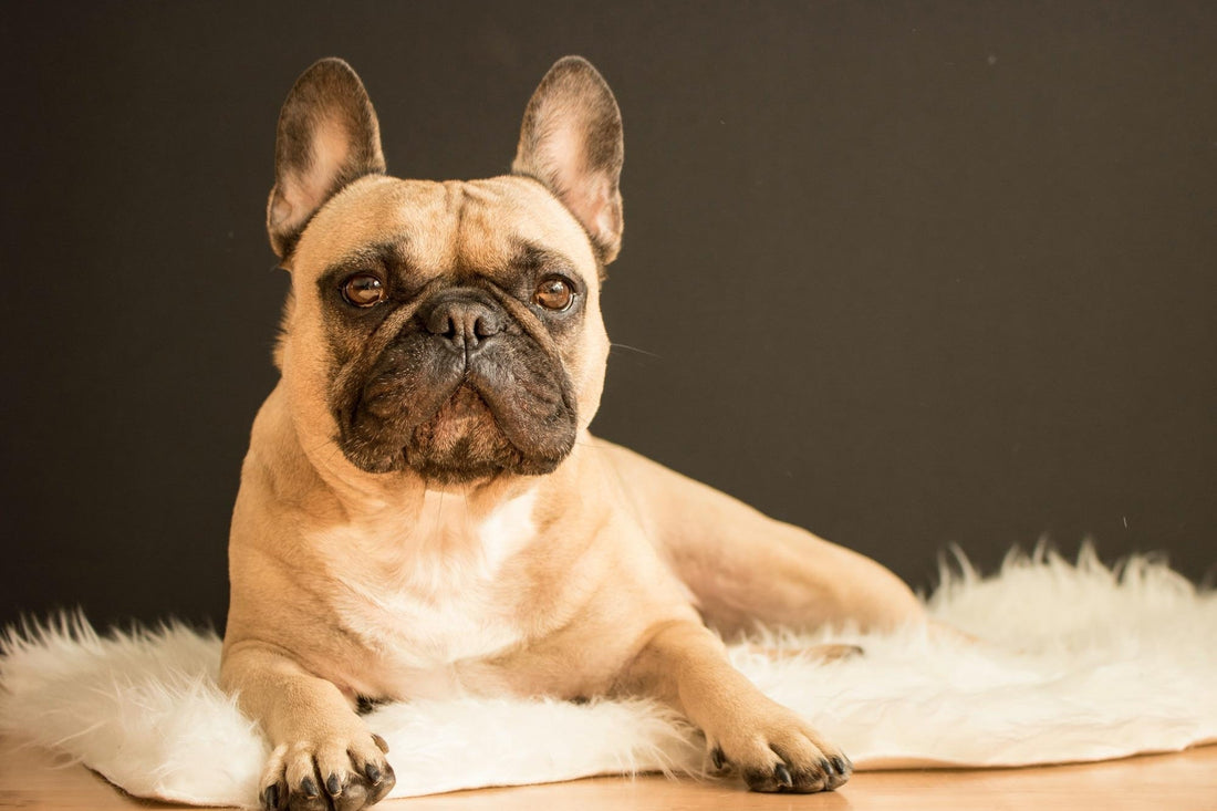 Bouledogue
