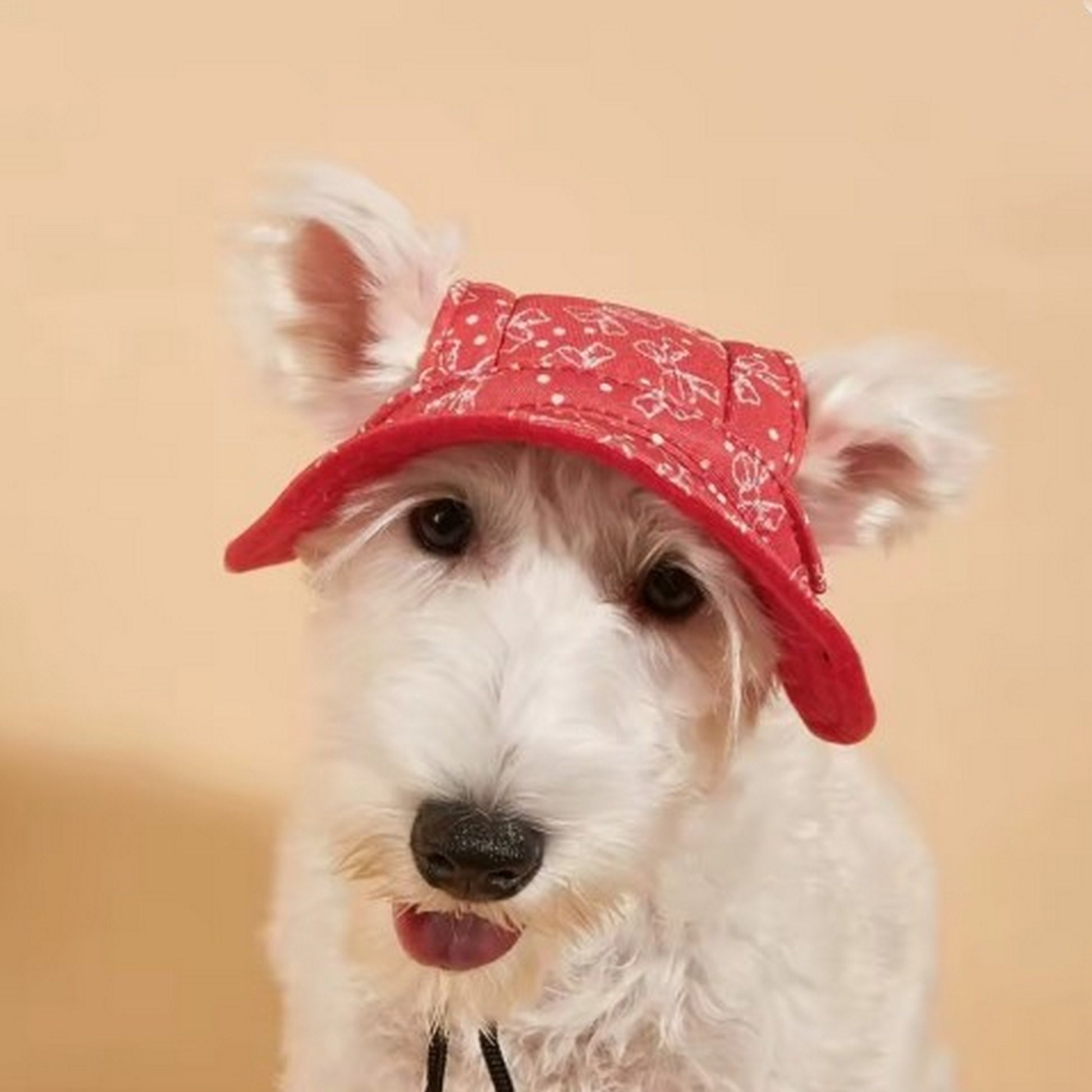 Chapeau chaleur chien