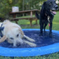 Piscine été pour chien