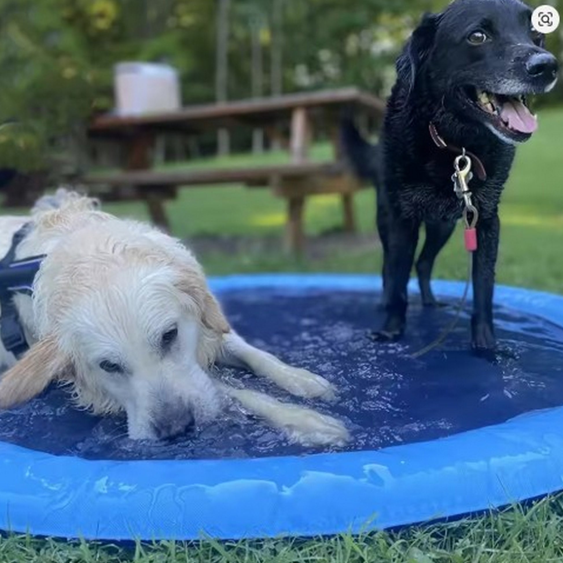Piscine été pour chien