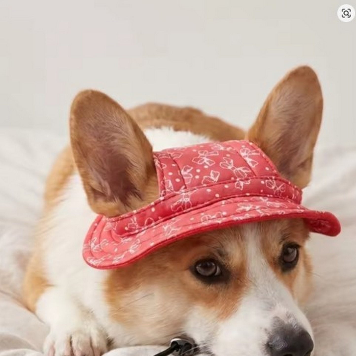 Casquette été pour chien