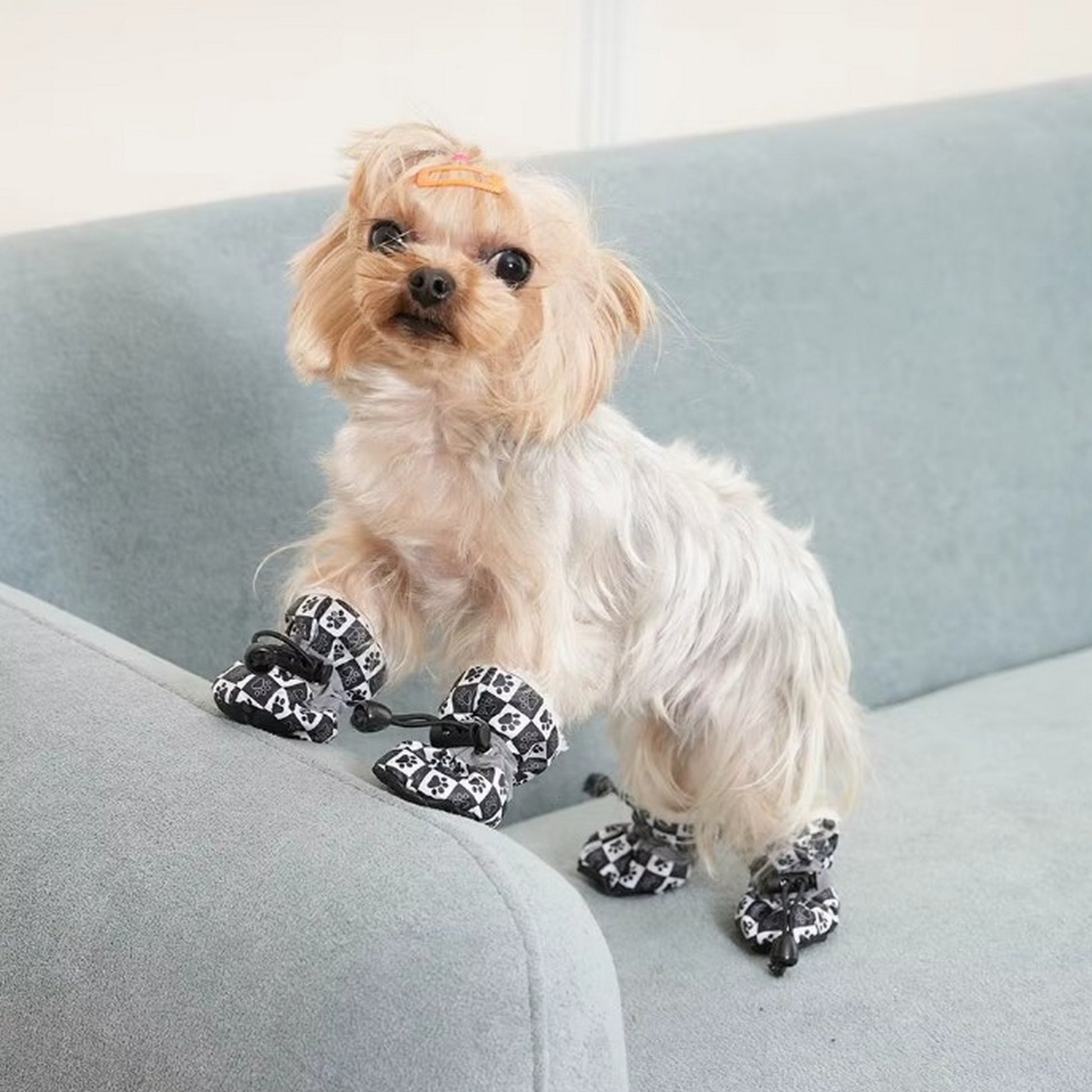 chien chaussures noir 