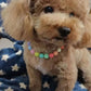 chien collier coloré 