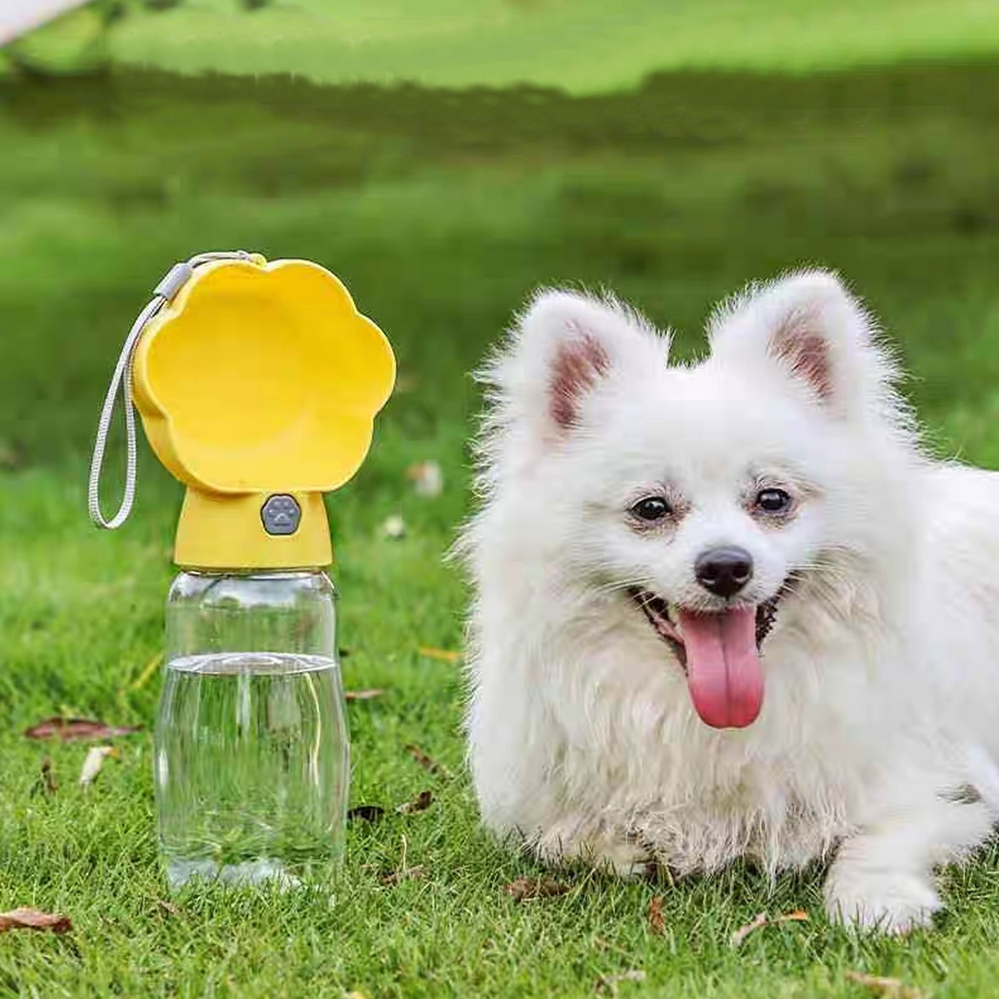 gourde jaune chien