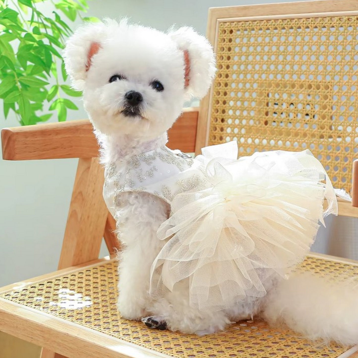 robe mariage chien