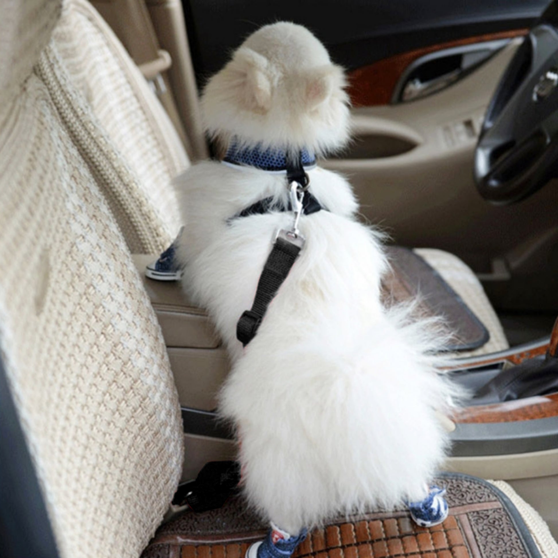 Laisse ceinture pour voiture Flamingo 11175 : Animalerie Point Dog Brest :  Alimentation et accessoires pour animaux de compagnie