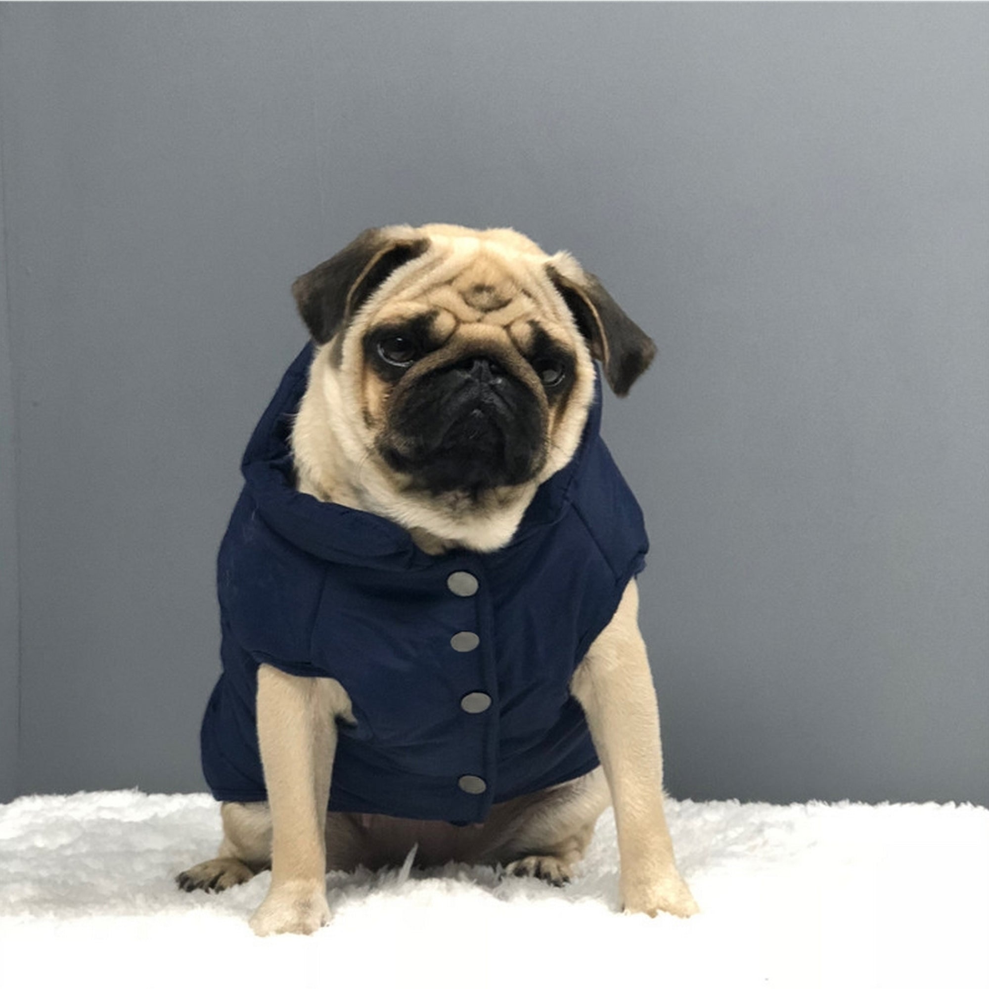 Blouson chien best sale