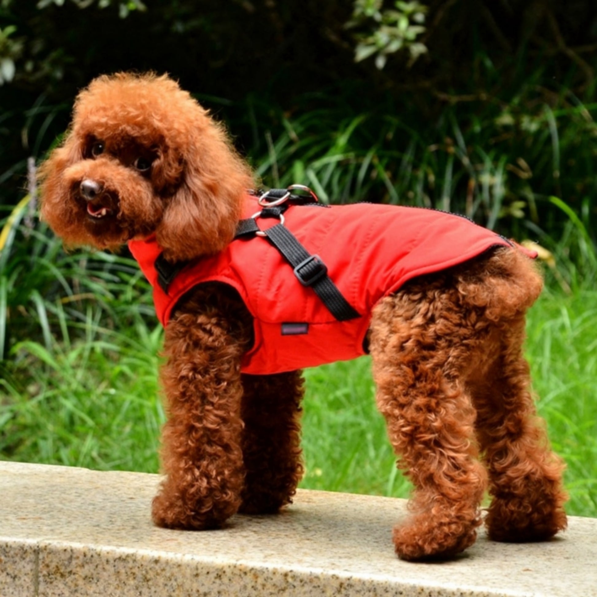 Manteau pour chien beige avec harnais intégré - Boutique chien