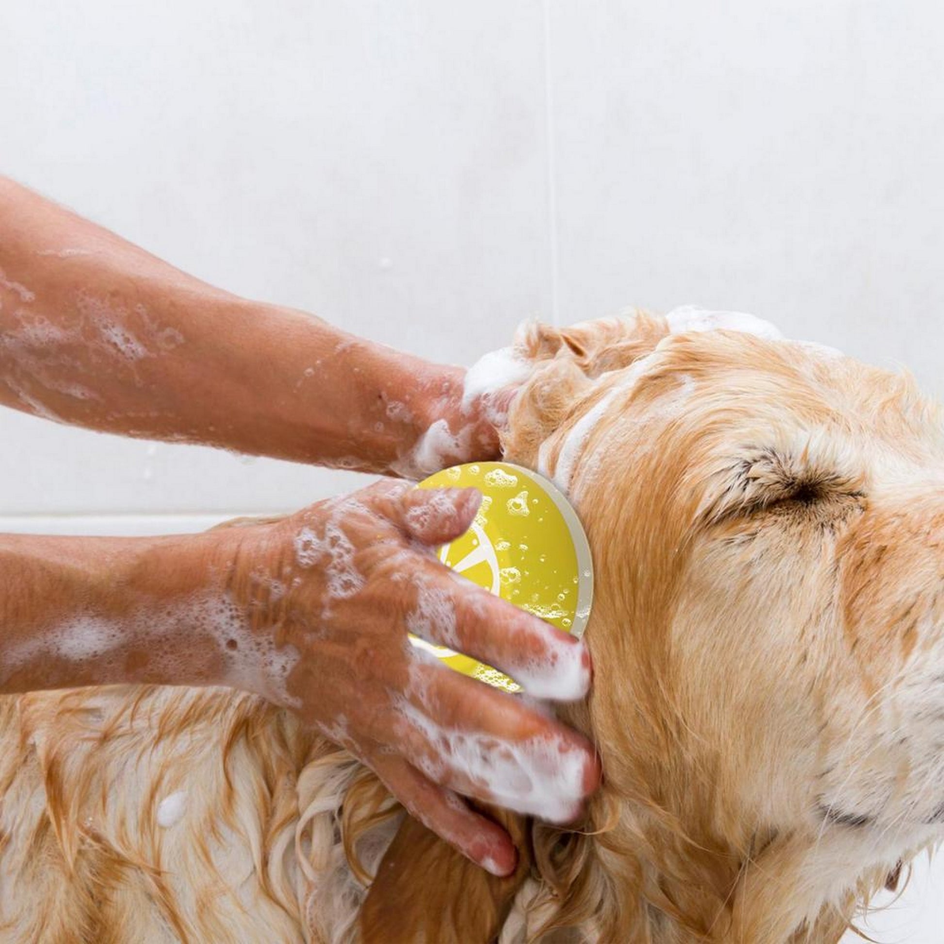 Brosse bain douche chien