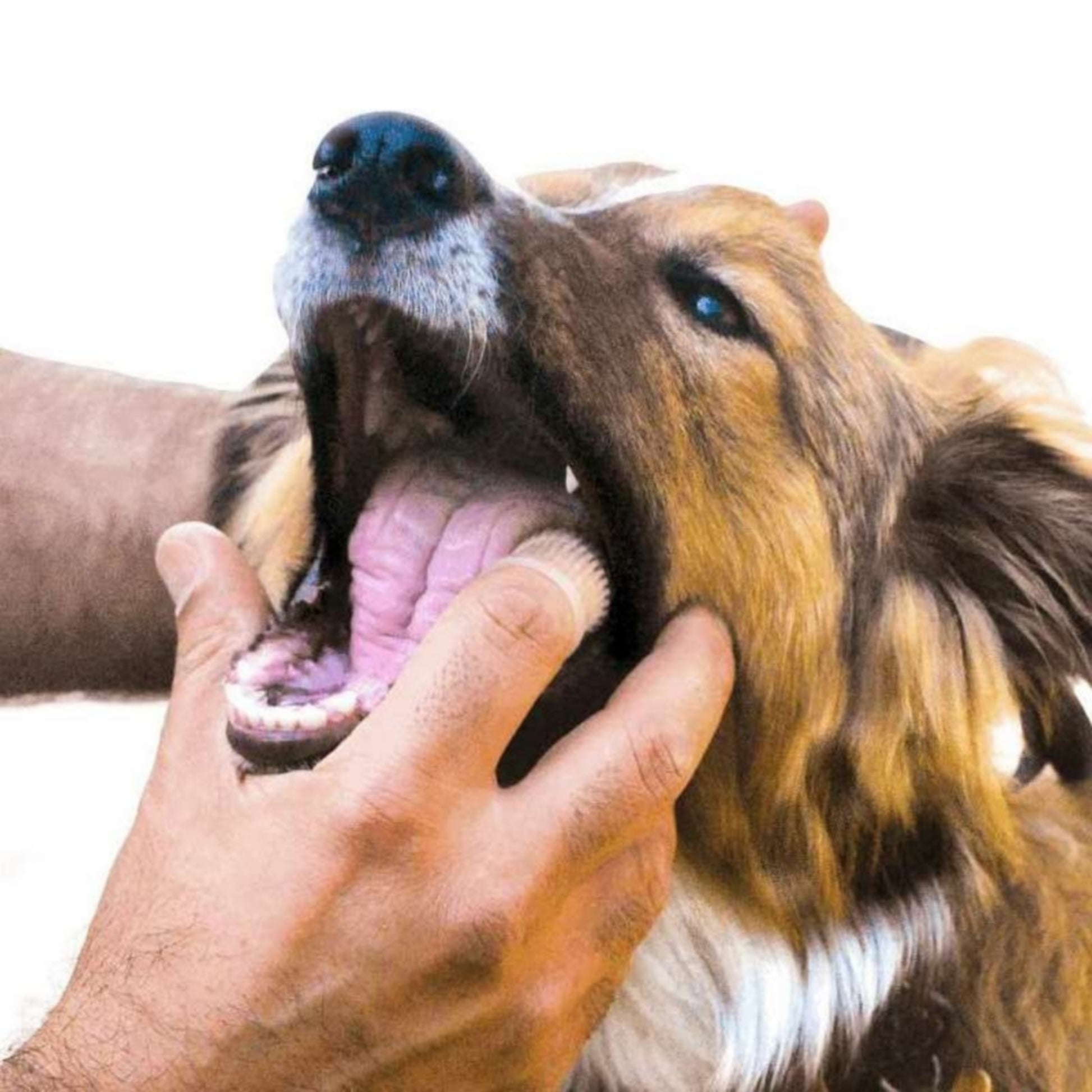 Brosse à dents picots chien