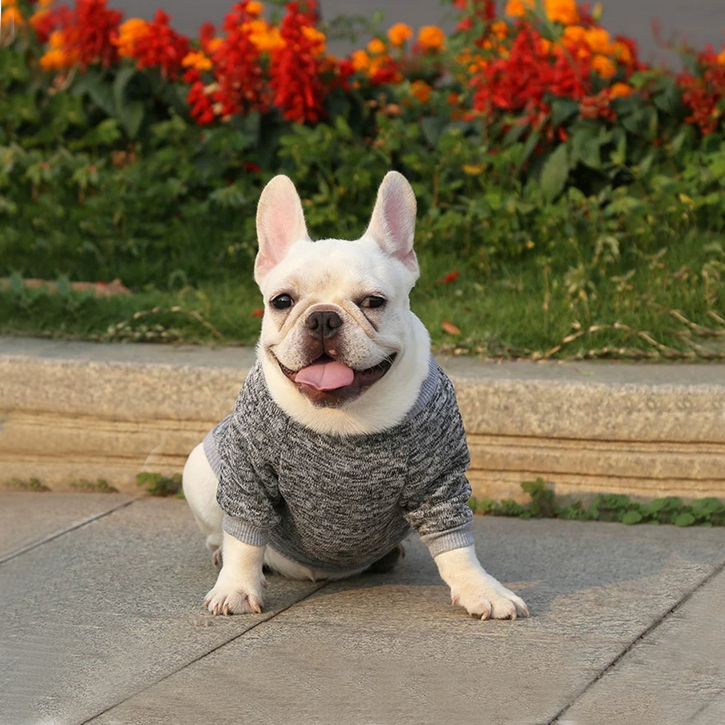 Pullover pour chien gris