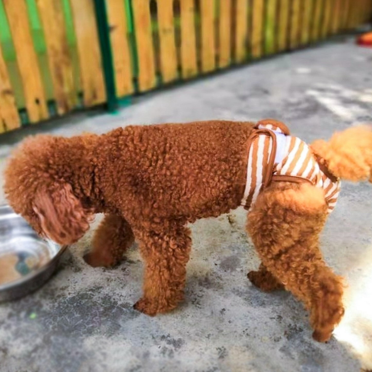 Culotte marron pour chaleurs chien