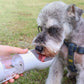 Gourde eau ballade chien