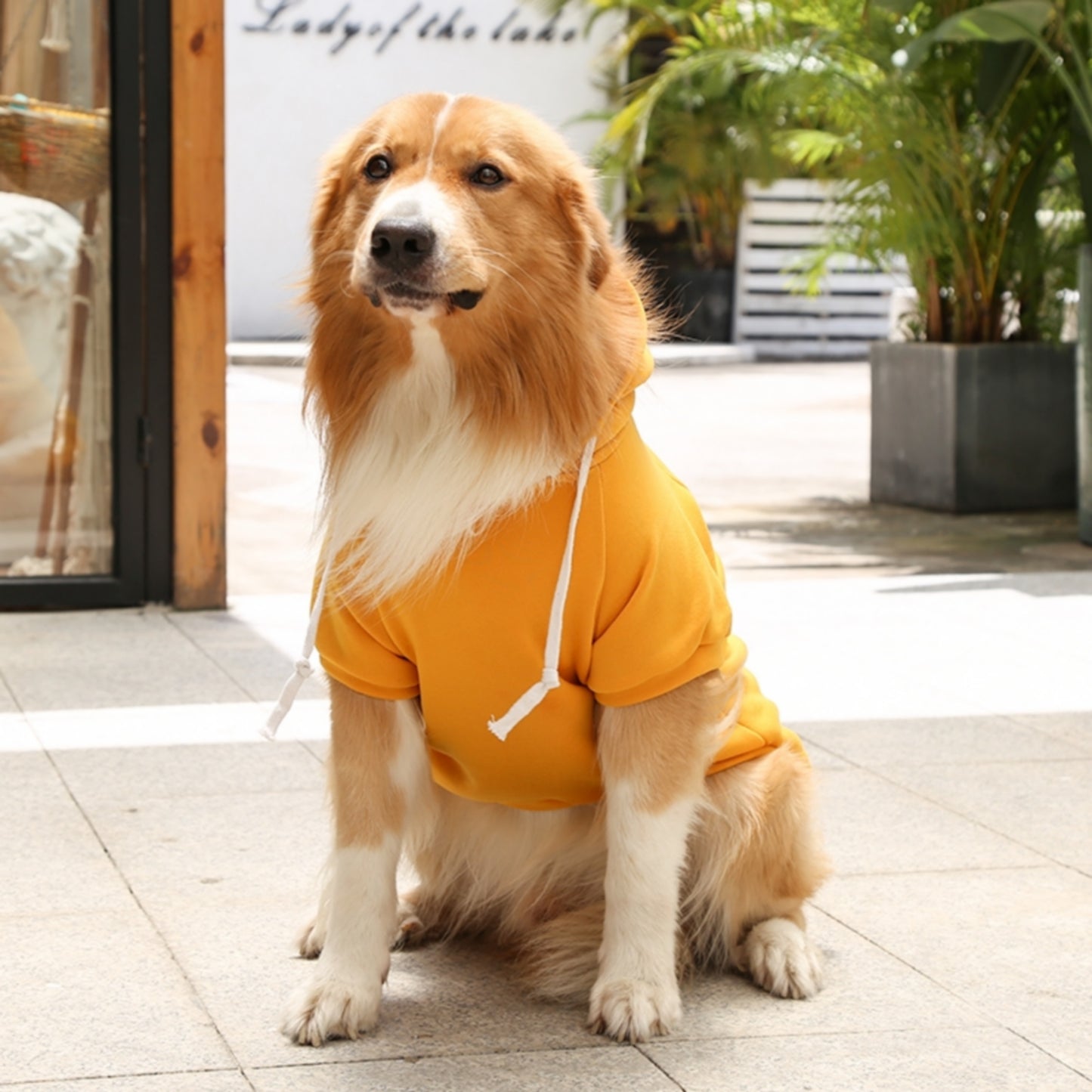 Sweat capuche jaune